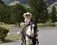 bay-roan-none-horse