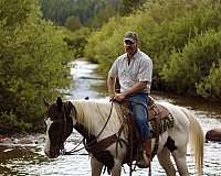 athletic-quarter-horse