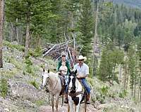 barrel-quarter-horse