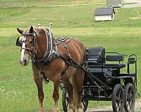 beautiful-draft-horses-great-trail-horse-belgian