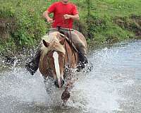 strip-white-mane-tail-horse