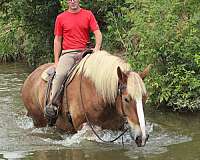 all-around-belgian-horse
