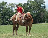 beginner-belgian-horse