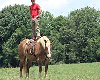 driving-belgian-horse