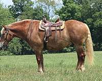 kid-safe-belgian-horse
