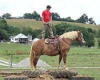 mounted-patrol-belgian-horse