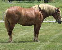 parade-belgian-horse