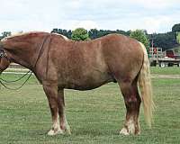 pleasure-driving-belgian-horse