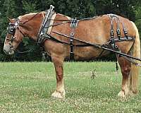 trail-riding-belgian-horse