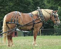 trail-class-competition-belgian-horse