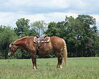husband-safe-belgian-horse