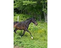 breaking-hanoverian-horse