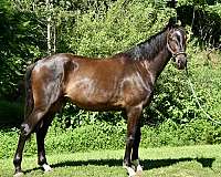 and-willing-hanoverian-horse