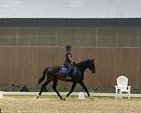 competitor-hanoverian-horse