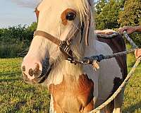 beginner-gypsy-vanner-pony