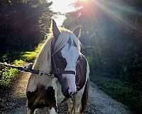 jumping-gypsy-vanner-pony