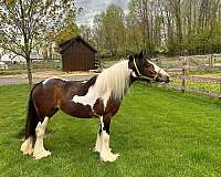 bay-gypsy-vanner-filly