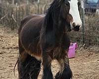 youth-gypsy-vanner-pony