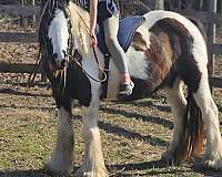 kid-safe-gypsy-vanner-pony
