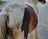 hunter-jumper-gypsy-vanner-pony