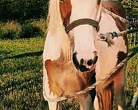 all-around-gypsy-vanner-pony