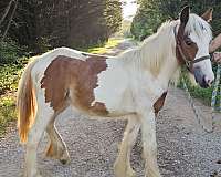 jumper-gypsy-vanner-pony