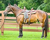 show-exp-rocky-mountain-horse