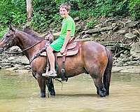 all-around-rocky-mountain-horse