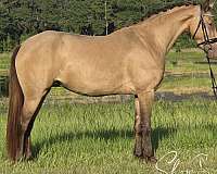 champagne-with-white-on-lh-rh-horse