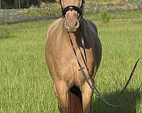 champagne-working-equitation-horse