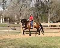 dressage-andalusian-horse