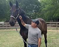english-pleasure-andalusian-horse