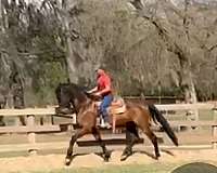 equitation-andalusian-horse