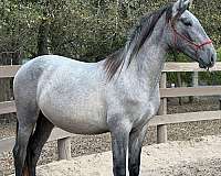na-horse
