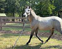 grey-na-horse