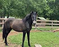 floating-andalusian-horse