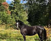 back-oldenburg-horse