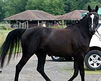 bella-oldenburg-horse