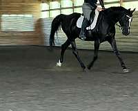 black-mare-oldenburg-horse