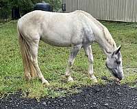 adorable-gypsy-vanner-pony