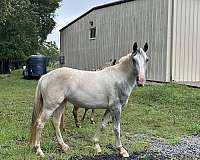 adults-gypsy-vanner-pony