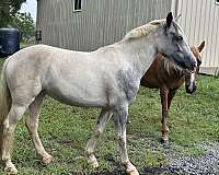 attitude-gypsy-vanner-pony