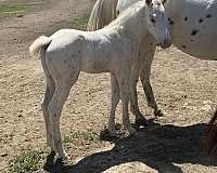 palomino-leopard-pattern-horse
