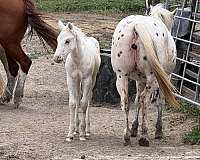 palomino-poa-stallion