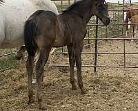 pleasure-dri-draft-horse
