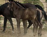 black-pleasure-dri-horse
