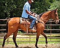 farm-horse-quarter