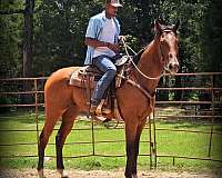road-safe-horse-quarter