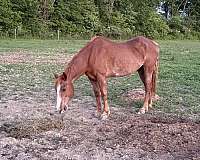 barrel-paint-horse