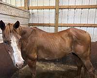 gymkhana-paint-horse